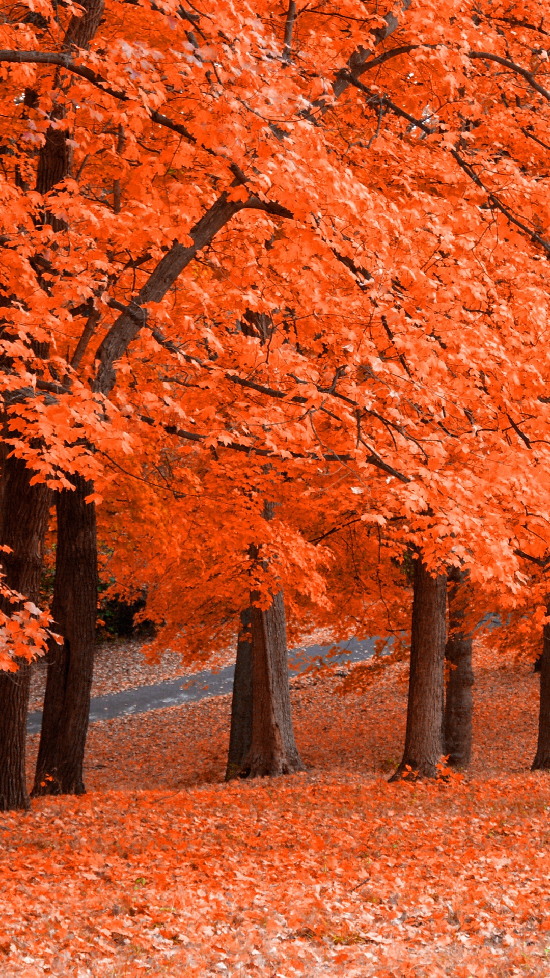 Brown Leaves on Brown Ground. Wallpaper in 1080x1920 Resolution