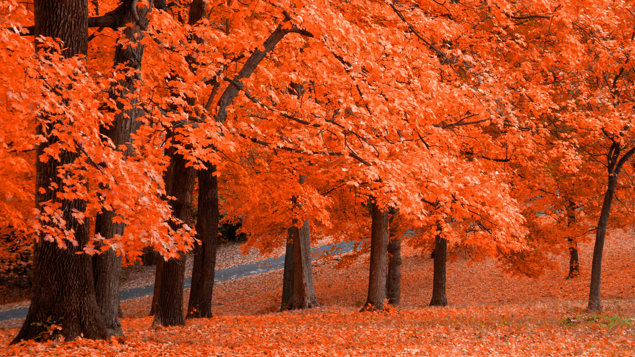 Brown Leaves on Brown Ground. Wallpaper in 2560x1440 Resolution