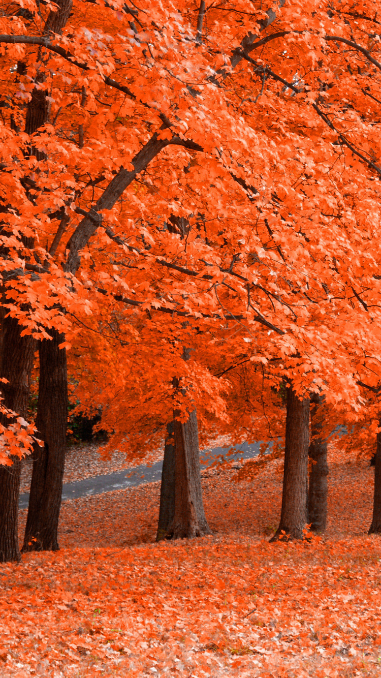 Brown Leaves on Brown Ground. Wallpaper in 750x1334 Resolution
