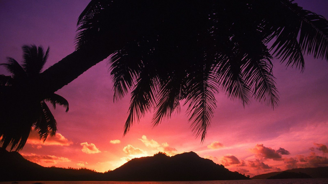 Silhouette of Coconut Tree During Sunset. Wallpaper in 1280x720 Resolution