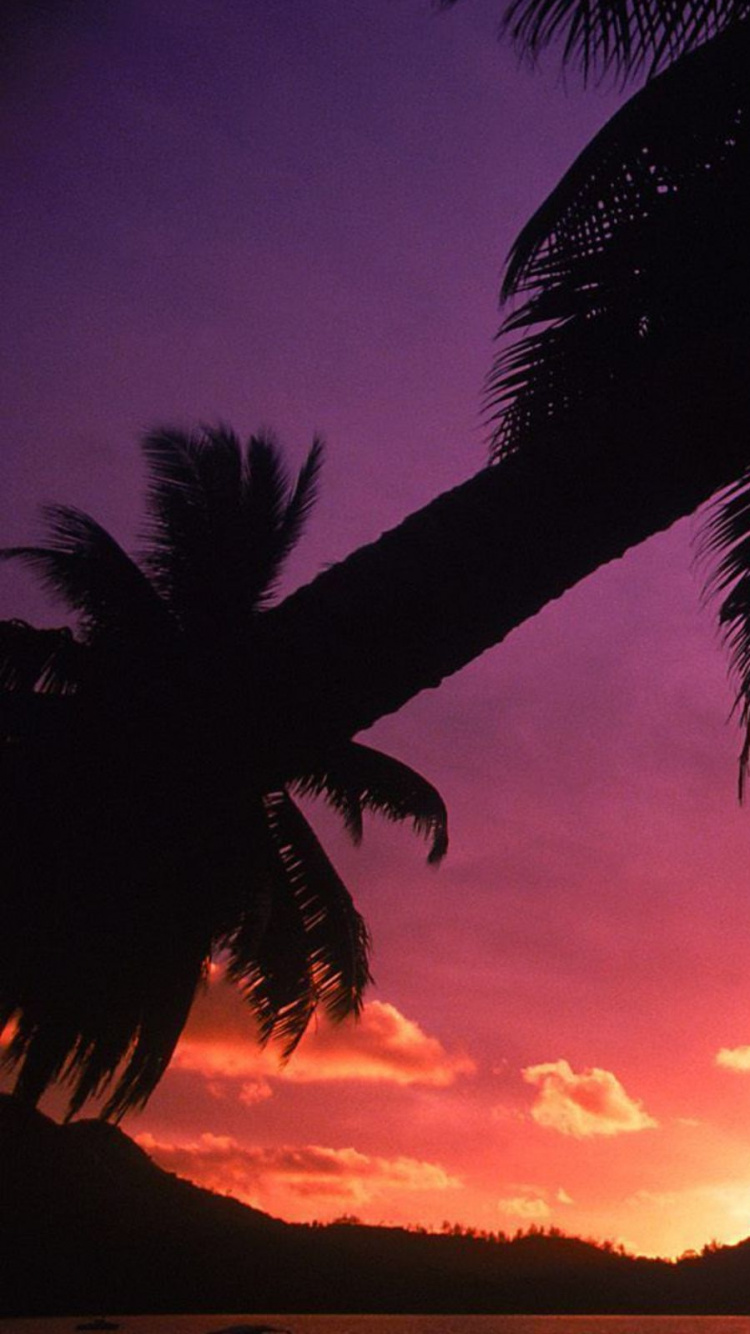 Silhouette of Coconut Tree During Sunset. Wallpaper in 750x1334 Resolution