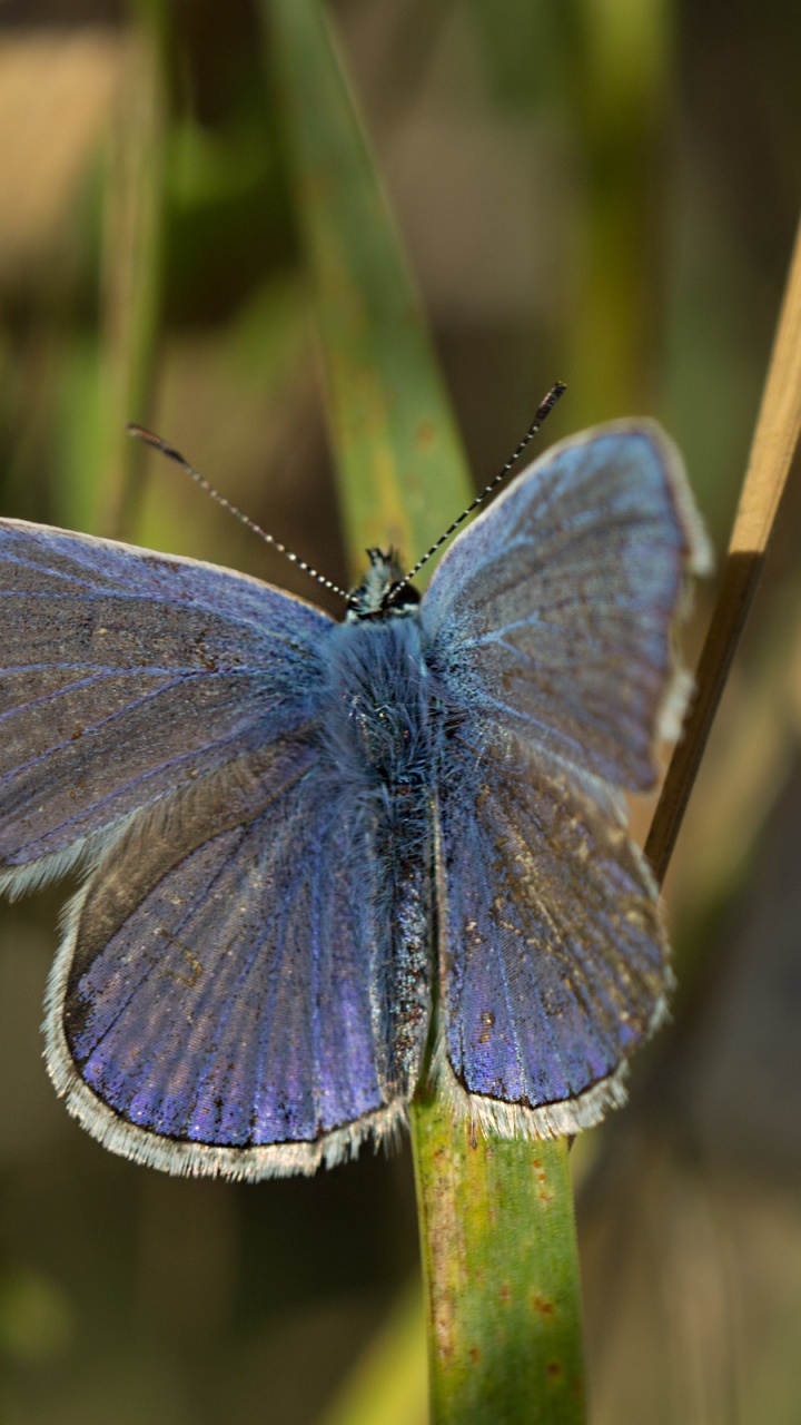 Blue and Black Butterfly on Green Stem. Wallpaper in 720x1280 Resolution