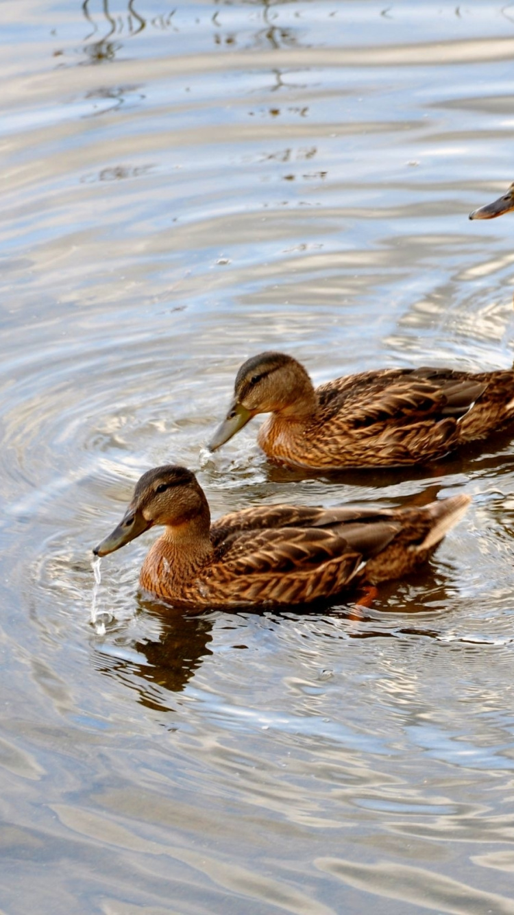 Brown Duck on Water During Daytime. Wallpaper in 750x1334 Resolution