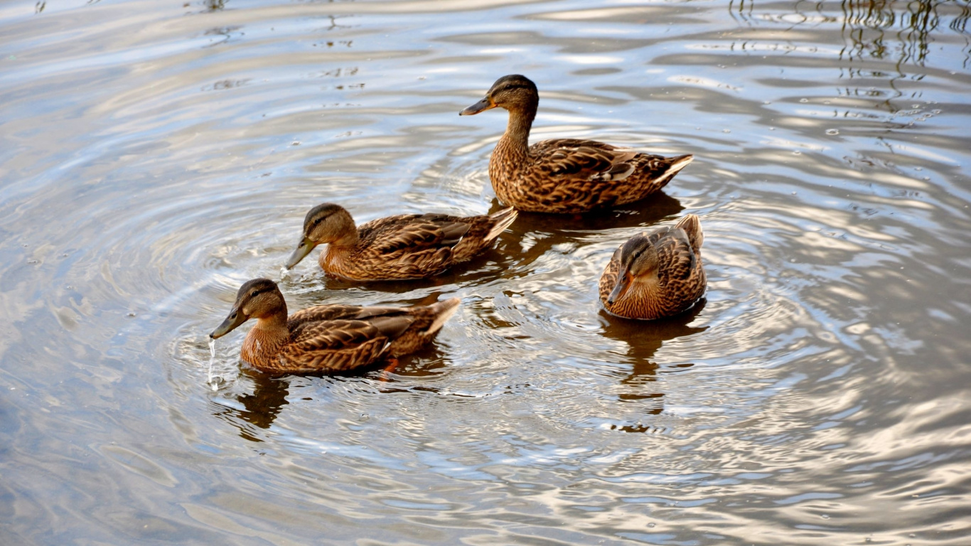 Braune Ente Tagsüber Auf Dem Wasser. Wallpaper in 1366x768 Resolution