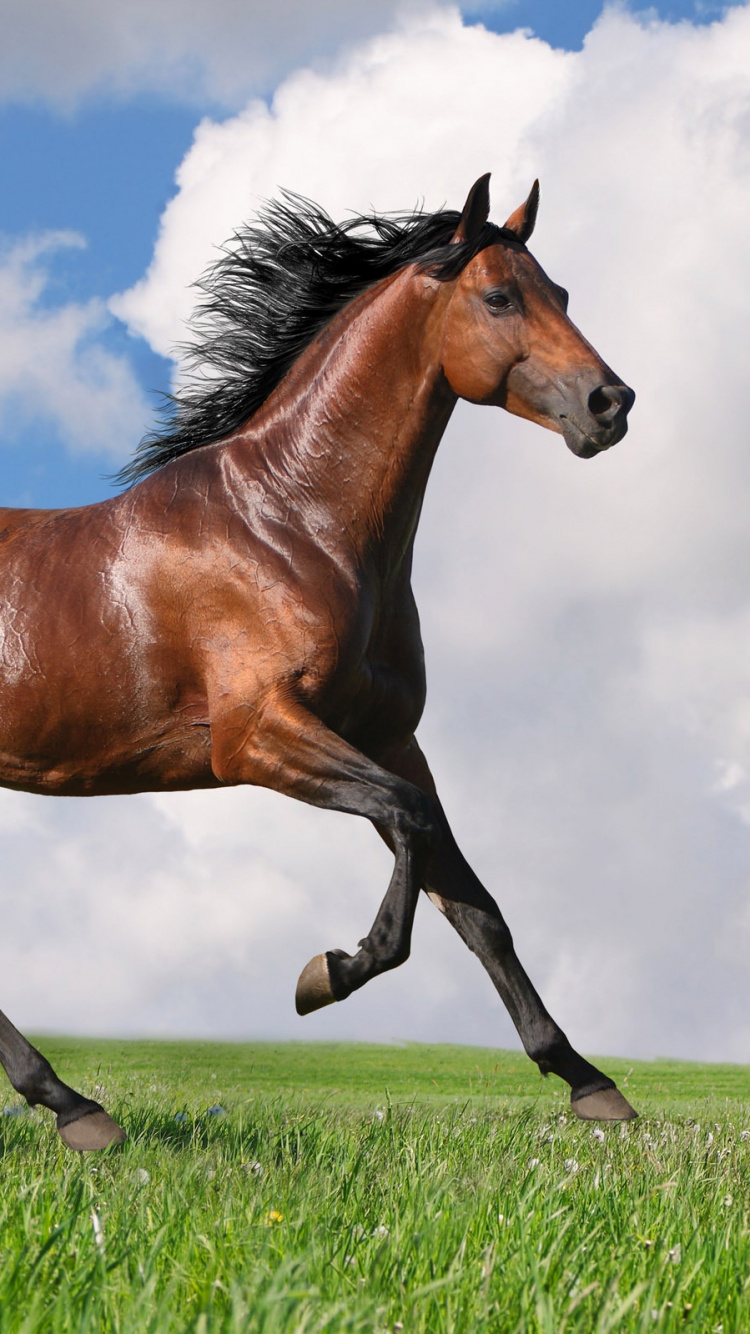 Caballo Marrón en el Campo de Hierba Verde Bajo Las Nubes Blancas y el Cielo Azul Durante el Día. Wallpaper in 750x1334 Resolution