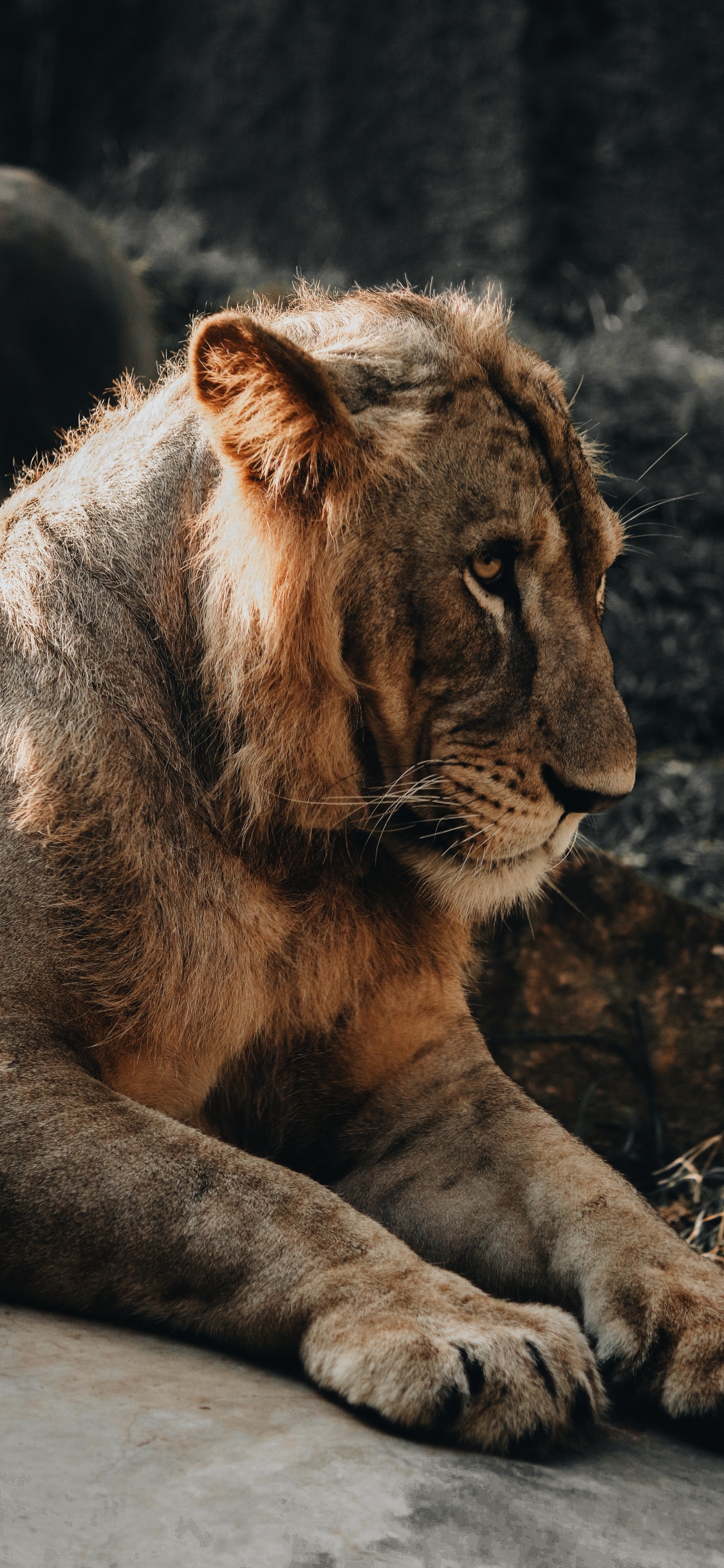 Brown Lion Lying on Ground. Wallpaper in 1125x2436 Resolution