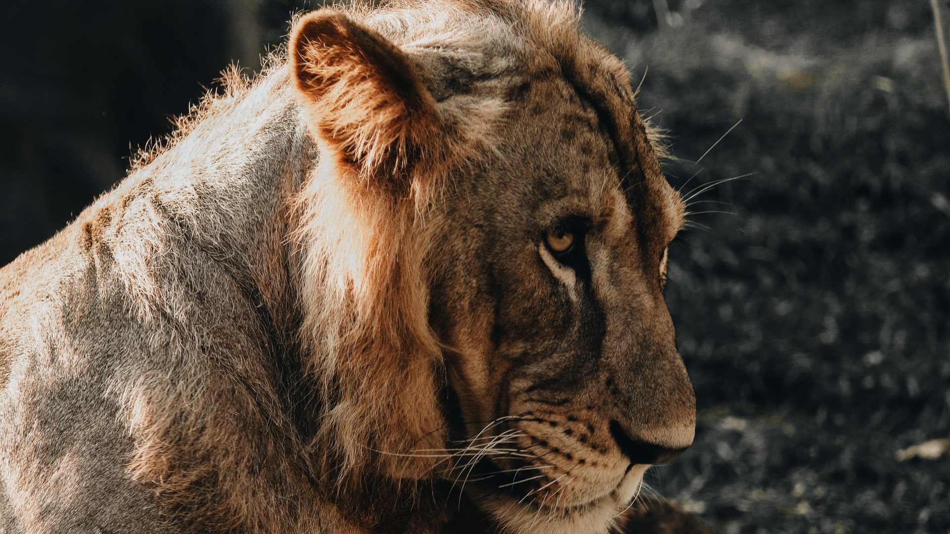 Brown Lion Lying on Ground. Wallpaper in 1920x1080 Resolution