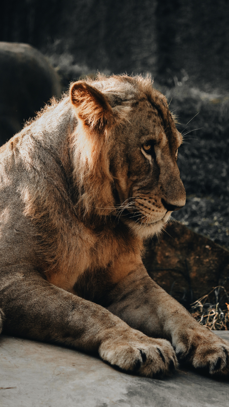Brown Lion Lying on Ground. Wallpaper in 750x1334 Resolution