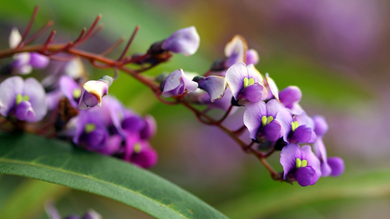 Fleur Violette et Blanche Dans L'objectif à Basculement. Wallpaper in 1366x768 Resolution