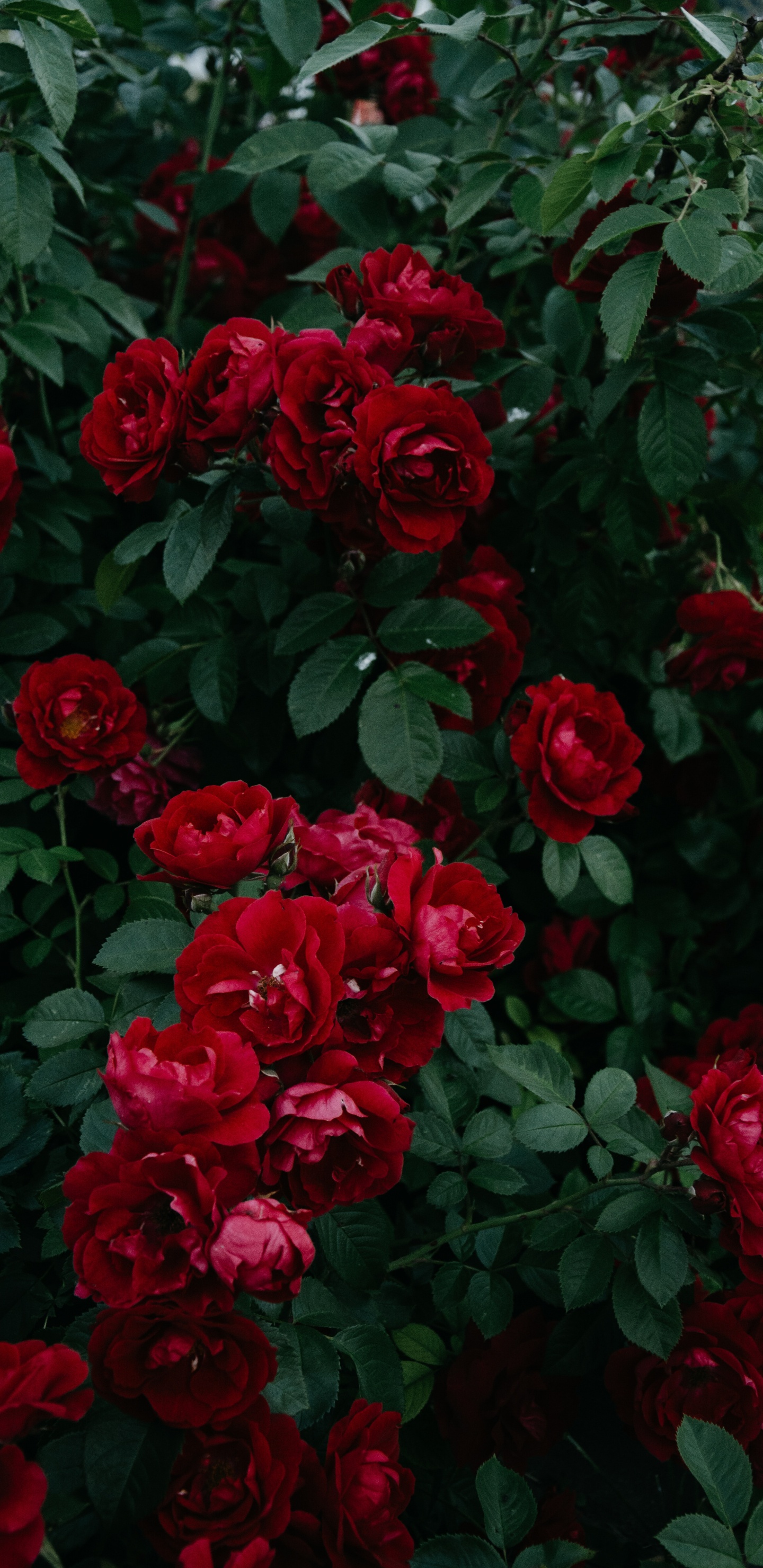 Red Roses in Bloom During Daytime. Wallpaper in 1440x2960 Resolution