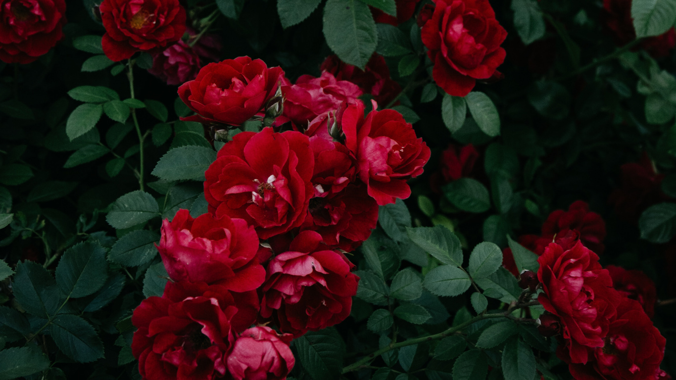 Rote Rosen Blühen Tagsüber. Wallpaper in 1366x768 Resolution
