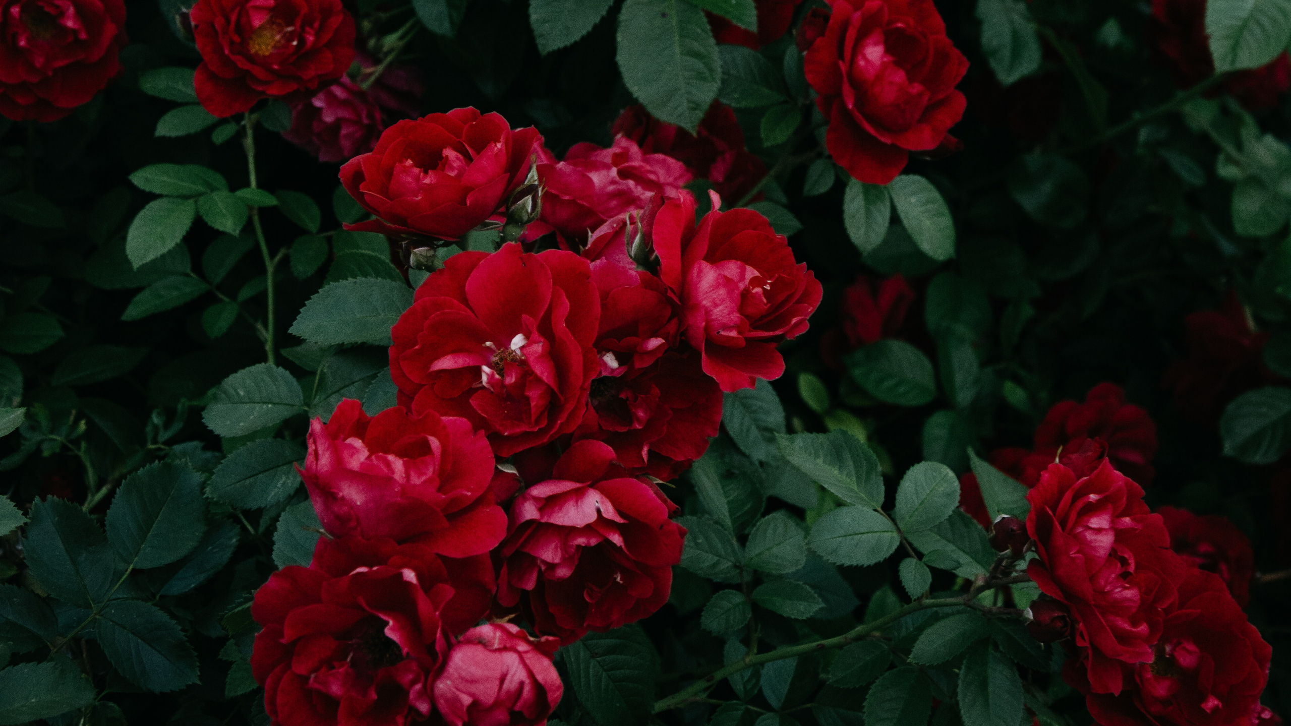Roses Rouges en Fleurs Pendant la Journée. Wallpaper in 2560x1440 Resolution