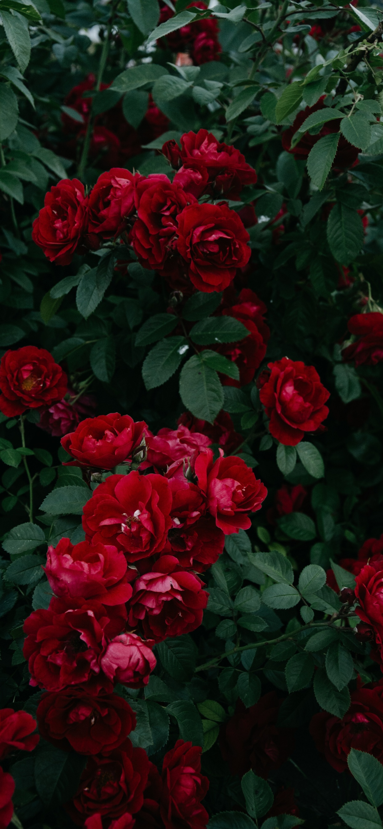 Rosas Rojas en Flor Durante el Día. Wallpaper in 1242x2688 Resolution