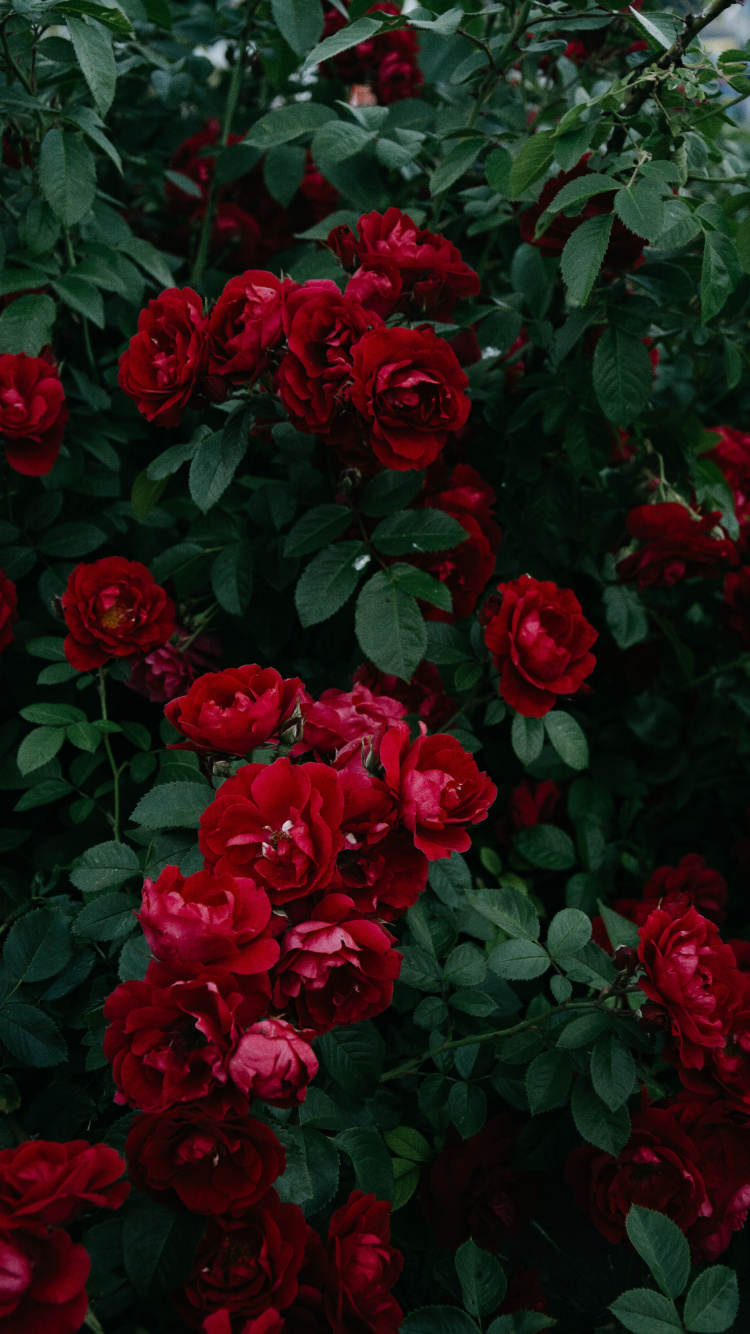 Rosas Rojas en Flor Durante el Día. Wallpaper in 750x1334 Resolution