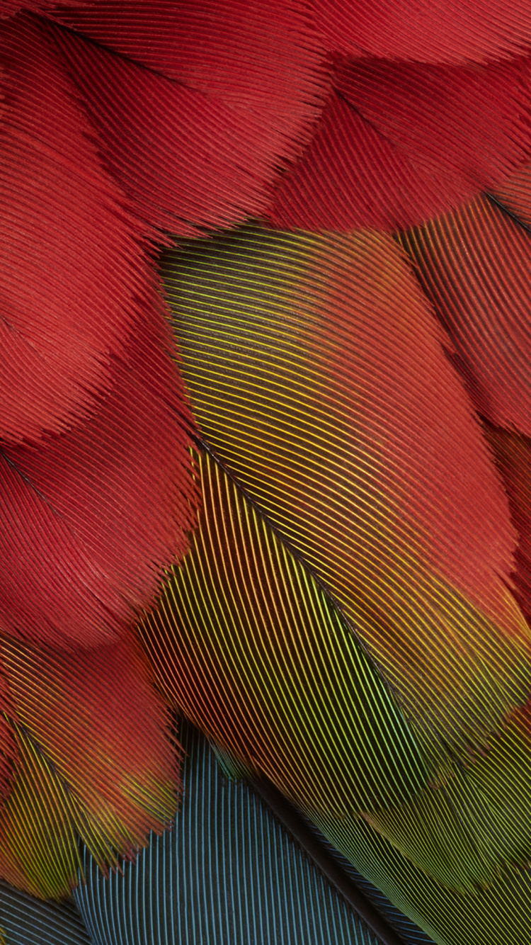 de Cerca, Píxel 7, Arte, Naranja, Rosa. Wallpaper in 750x1334 Resolution