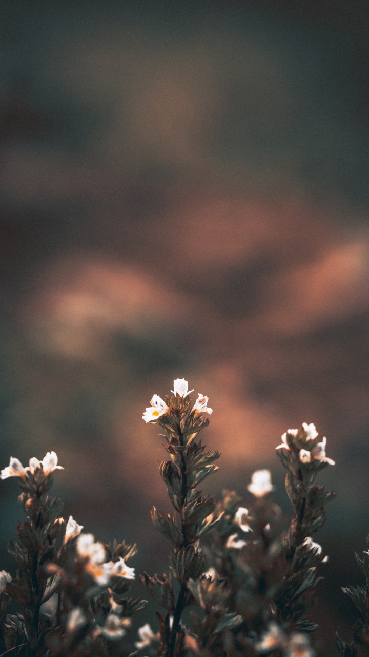 Fleurs Blanches Dans L'objectif à Décentrement. Wallpaper in 720x1280 Resolution