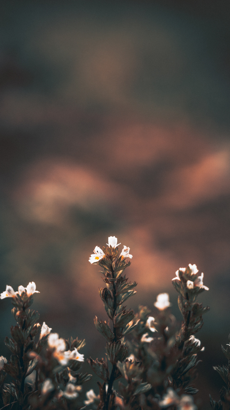 Fleurs Blanches Dans L'objectif à Décentrement. Wallpaper in 750x1334 Resolution