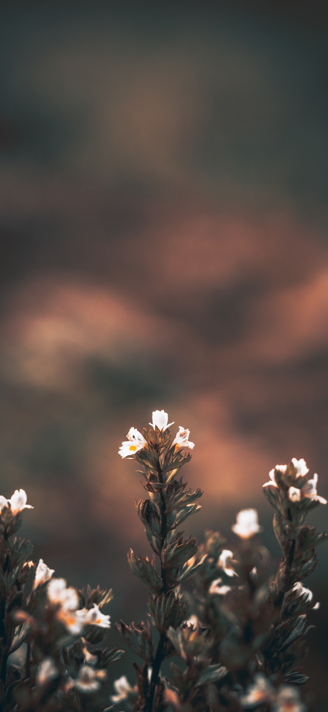 White Flowers in Tilt Shift Lens. Wallpaper in 1125x2436 Resolution