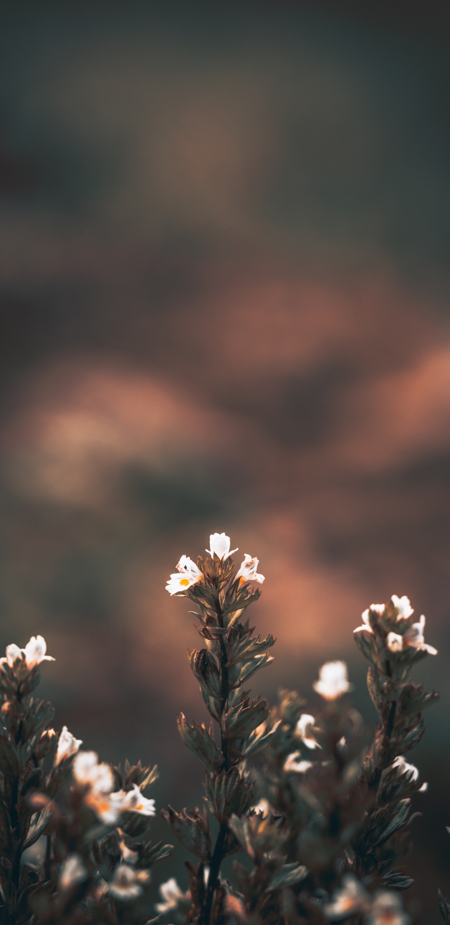 White Flowers in Tilt Shift Lens. Wallpaper in 1440x2960 Resolution