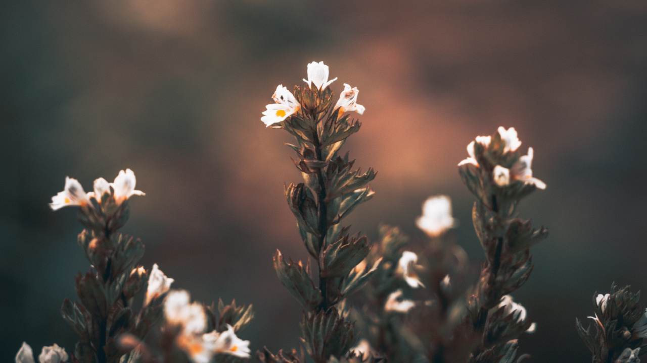 Weiße Blumen in Tilt-Shift-Linse. Wallpaper in 1280x720 Resolution