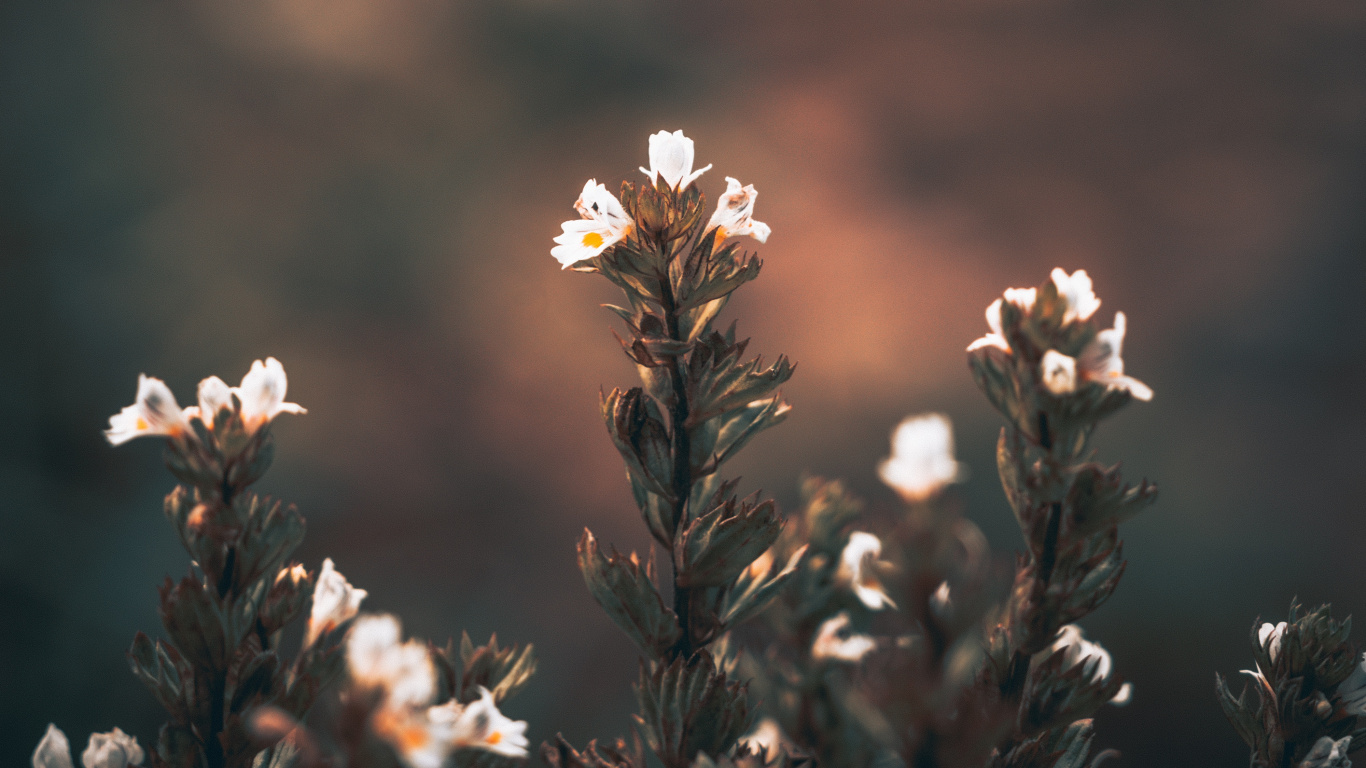 Weiße Blumen in Tilt-Shift-Linse. Wallpaper in 1366x768 Resolution