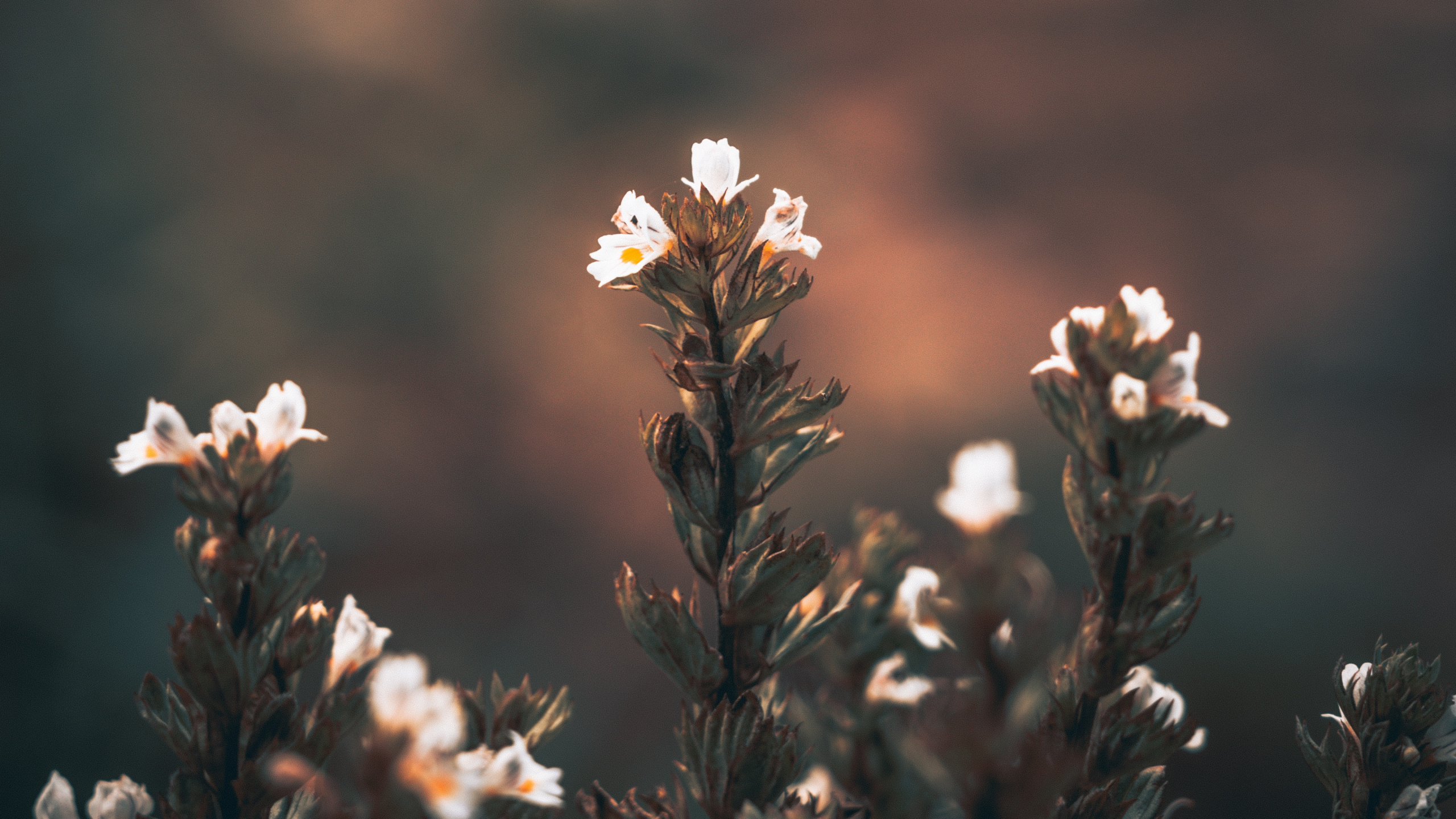 Weiße Blumen in Tilt-Shift-Linse. Wallpaper in 2560x1440 Resolution