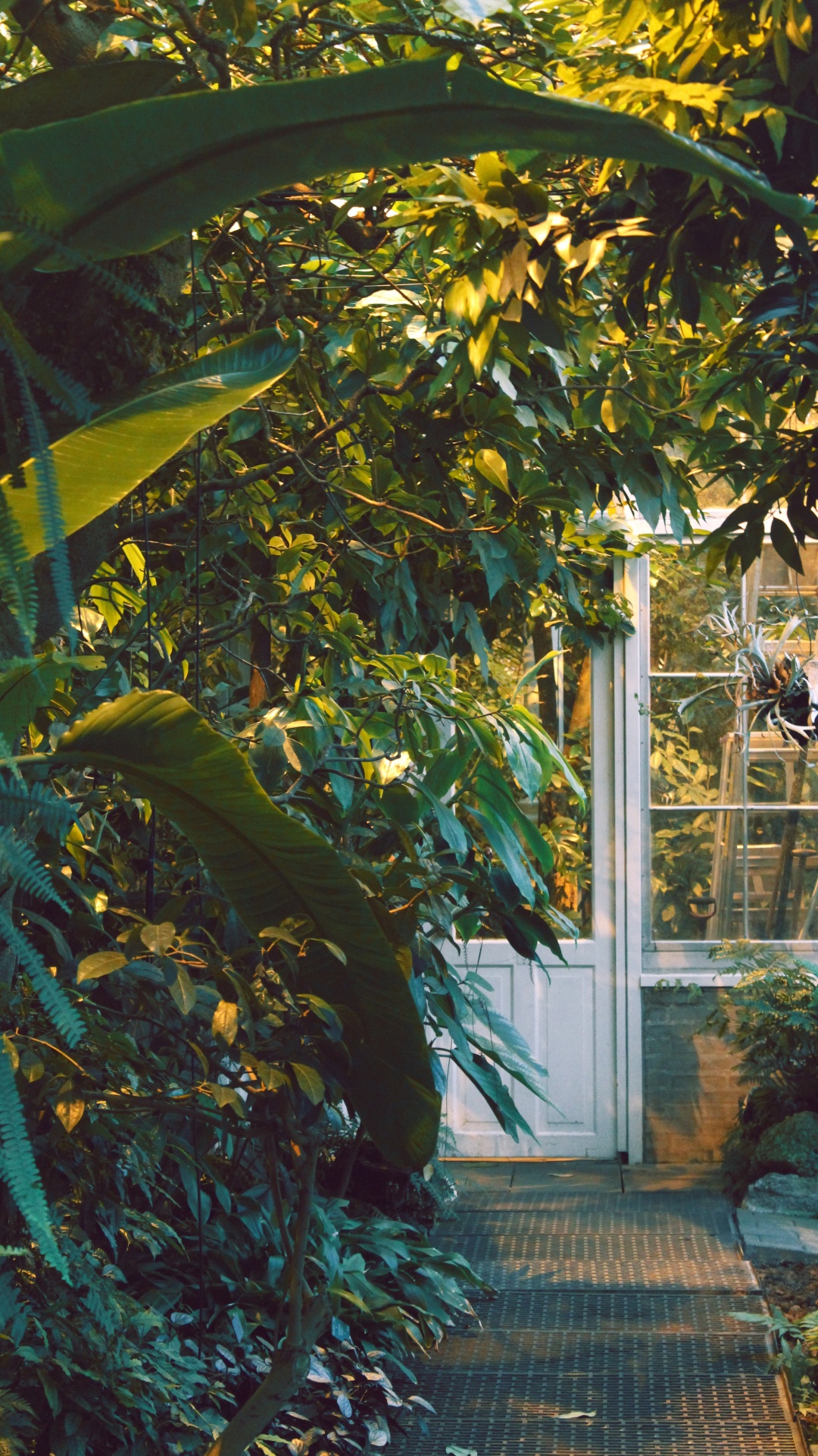 Green Banana Tree Near White Wooden Framed Glass Window. Wallpaper in 1080x1920 Resolution