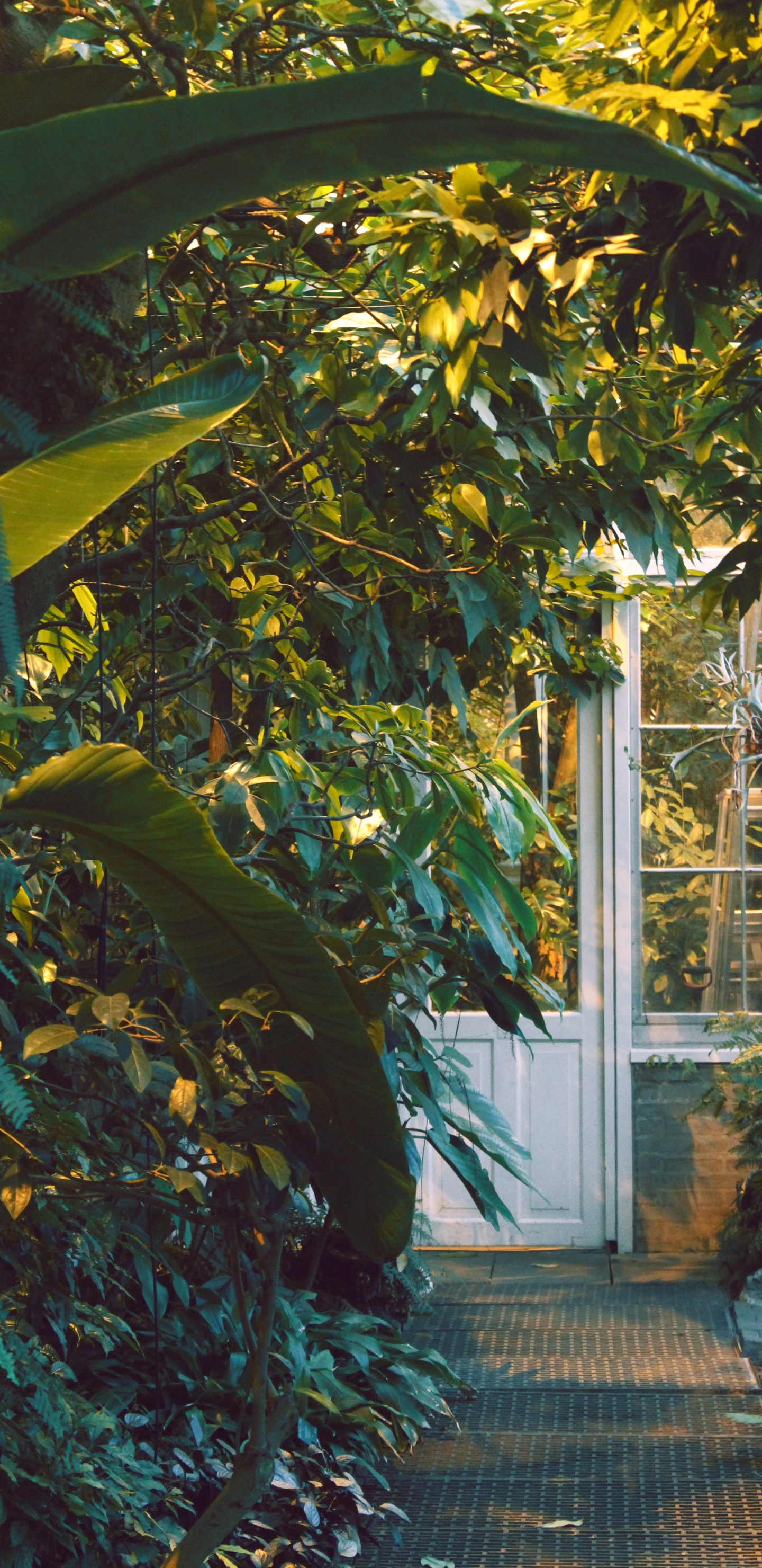 Green Banana Tree Near White Wooden Framed Glass Window. Wallpaper in 1440x2960 Resolution