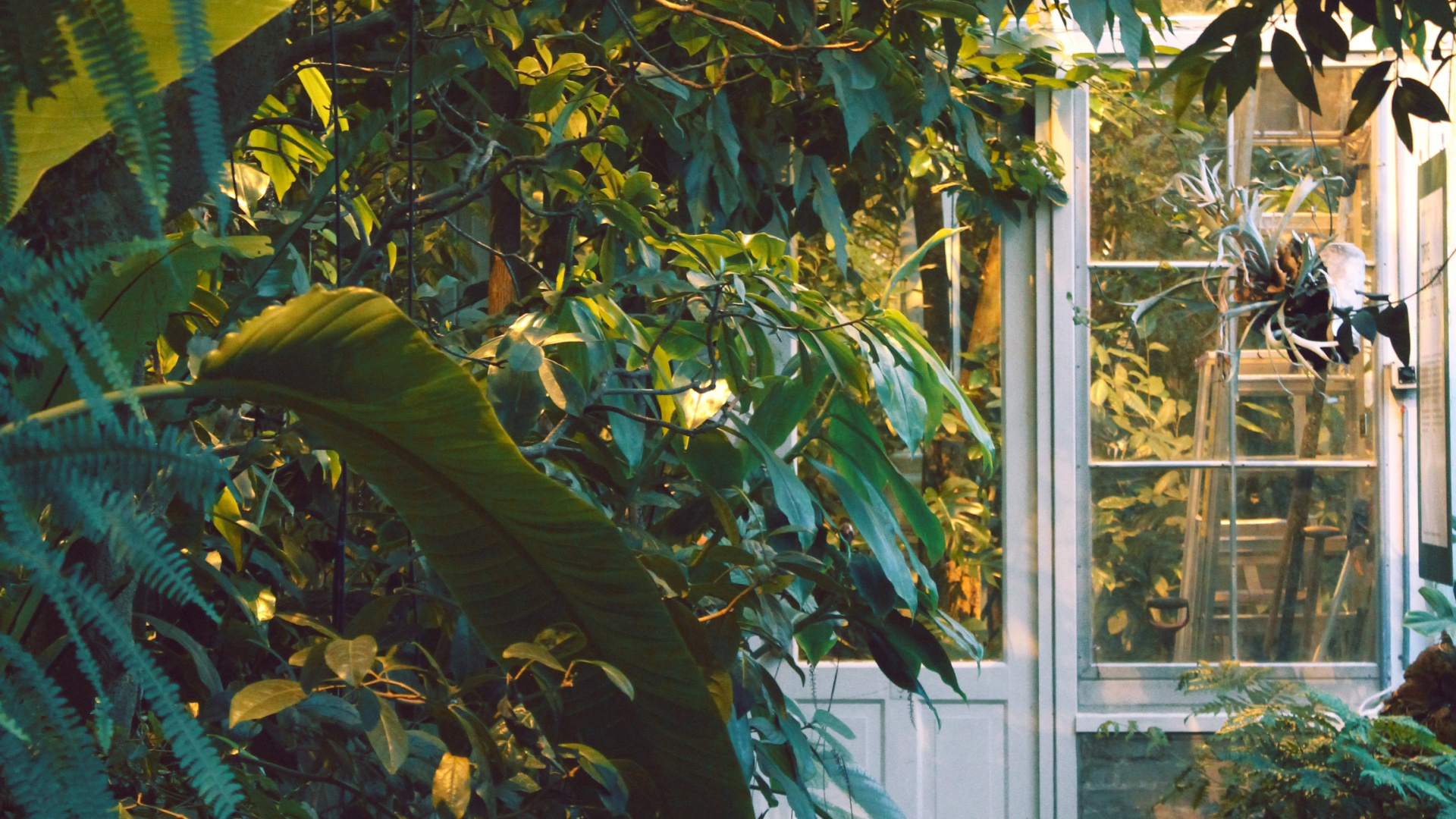 Green Banana Tree Near White Wooden Framed Glass Window. Wallpaper in 1920x1080 Resolution