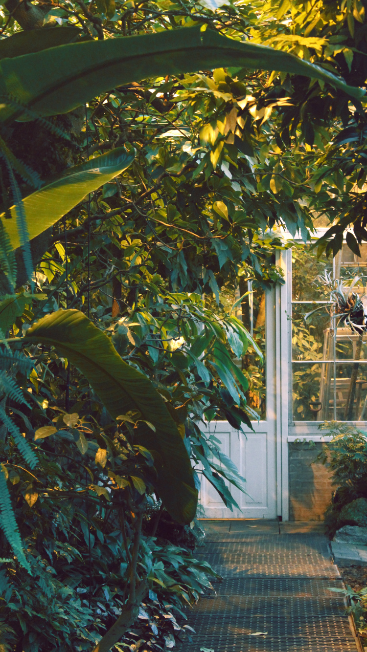 Green Banana Tree Near White Wooden Framed Glass Window. Wallpaper in 750x1334 Resolution