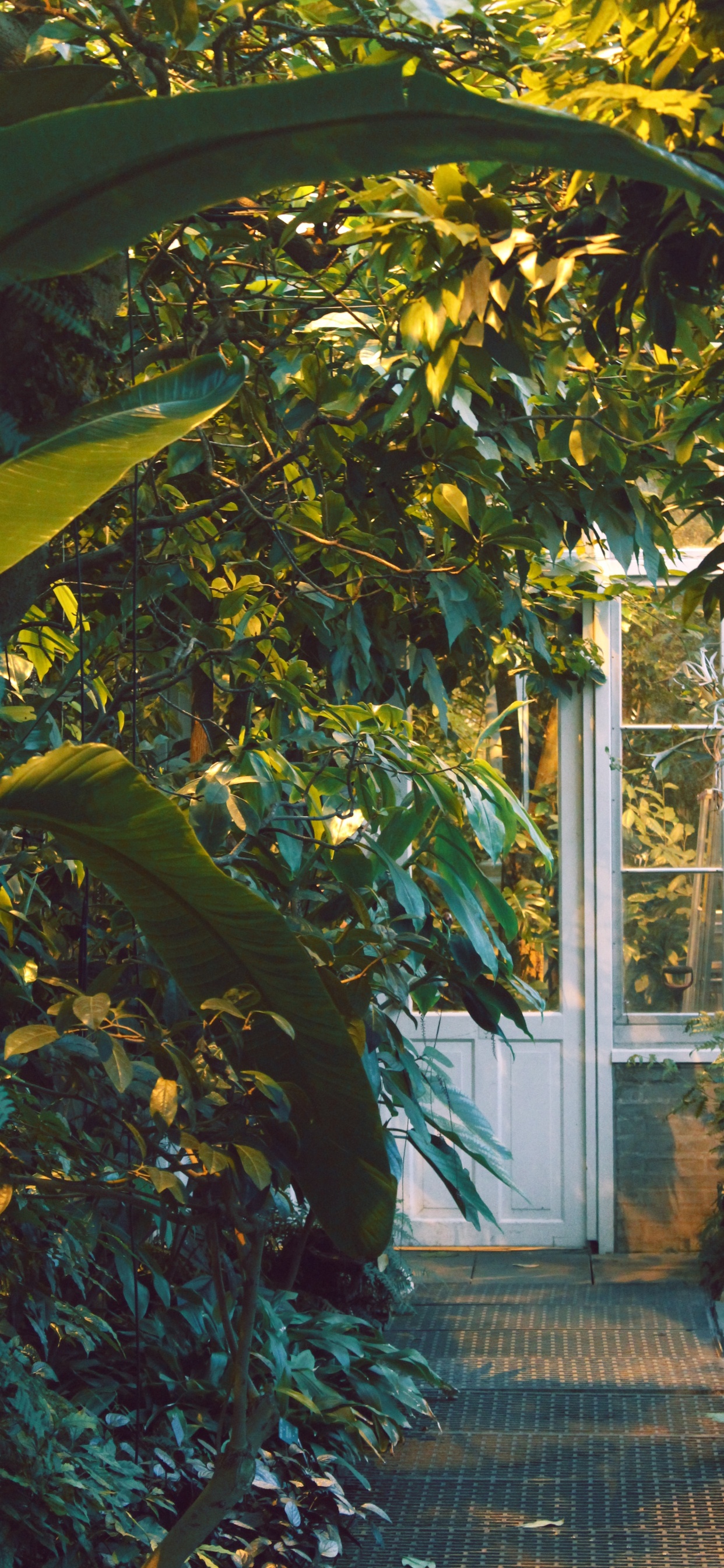 Grüner Bananenbaum in Der Nähe Von Weißem Holzfenster Mit Glasrahmen. Wallpaper in 1242x2688 Resolution