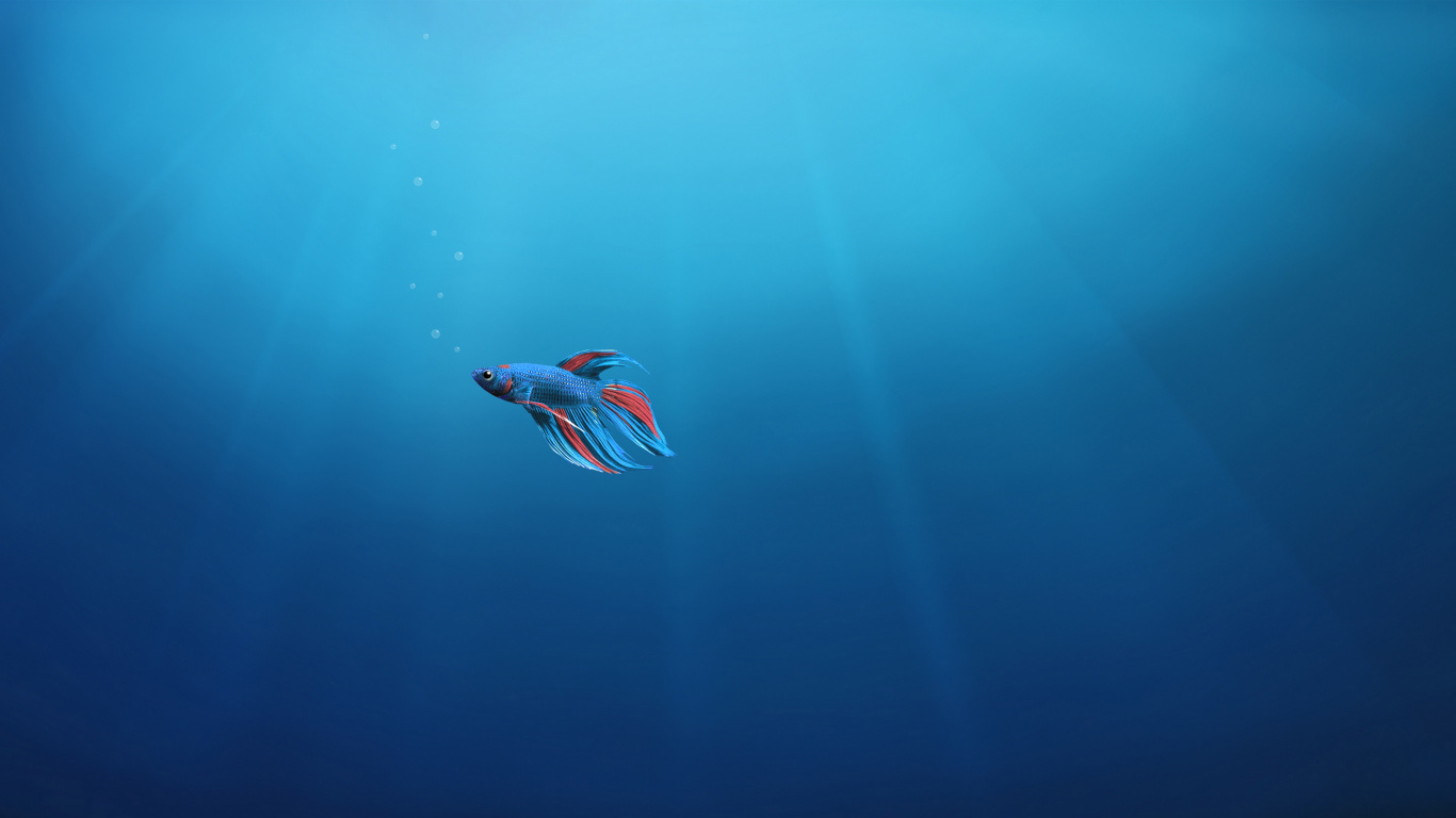 Pájaro Rojo y Blanco en Cuerpo de Agua. Wallpaper in 1366x768 Resolution