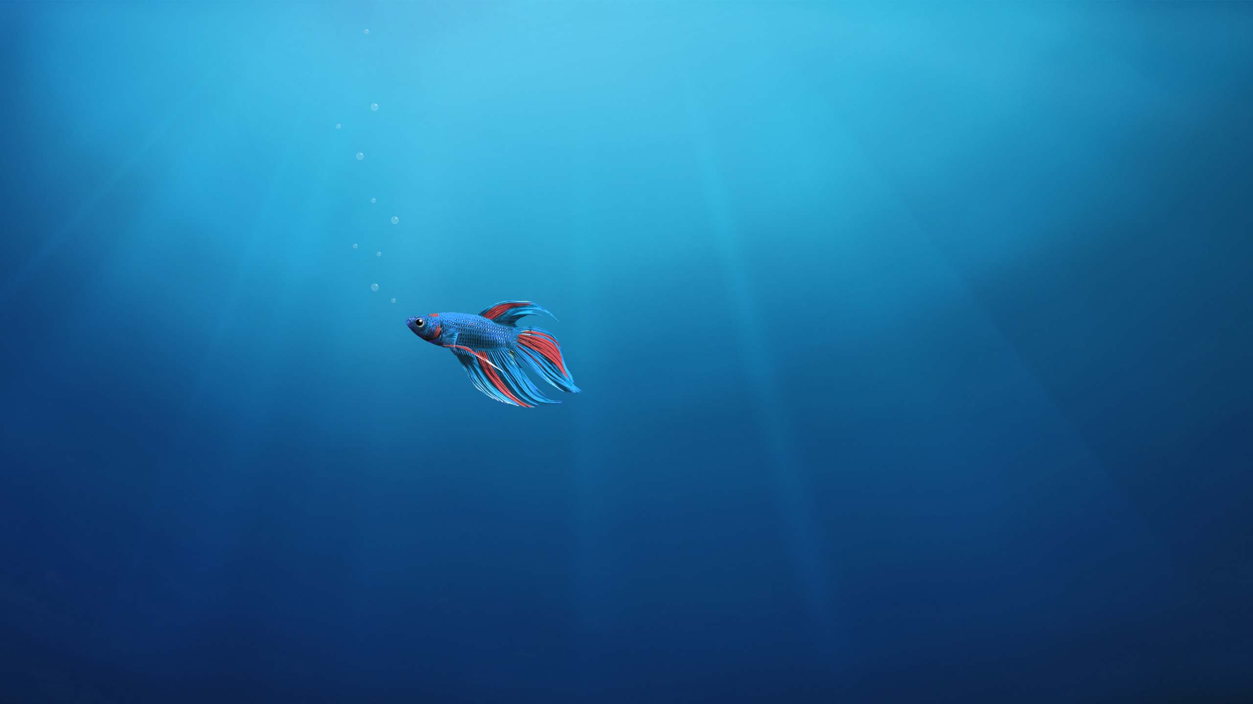 Pájaro Rojo y Blanco en Cuerpo de Agua. Wallpaper in 2560x1440 Resolution