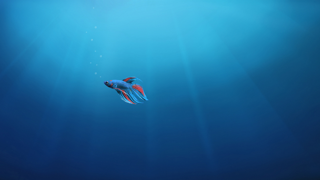 Red and White Bird in Body of Water. Wallpaper in 1280x720 Resolution