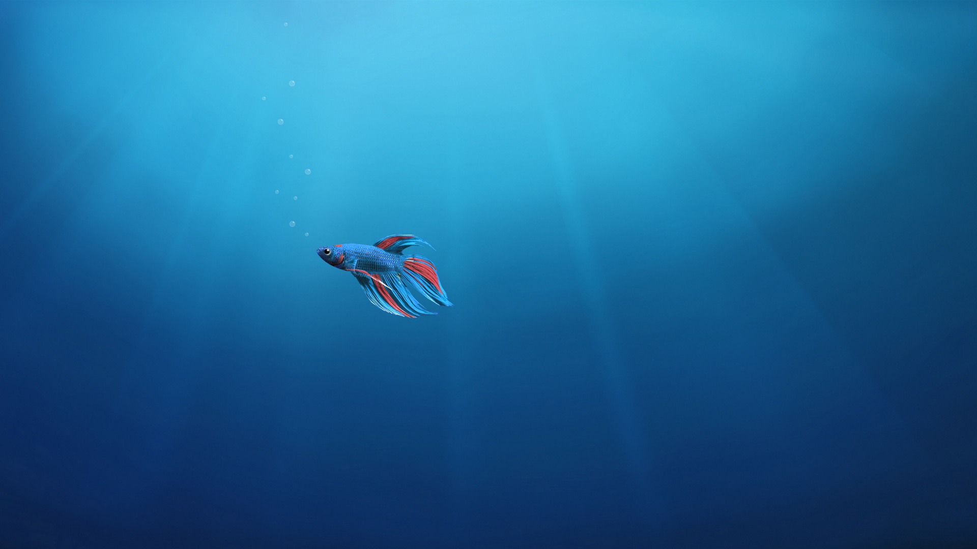 Red and White Bird in Body of Water. Wallpaper in 1920x1080 Resolution