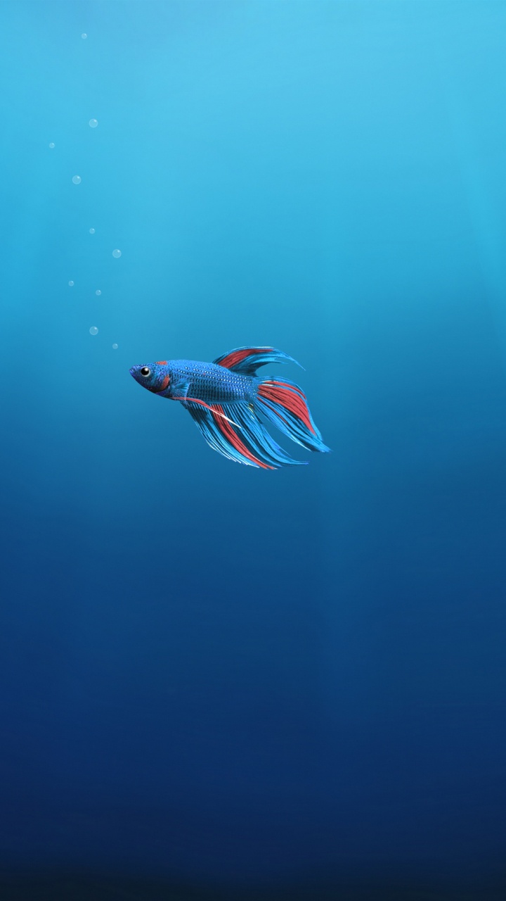 Red and White Bird in Body of Water. Wallpaper in 720x1280 Resolution