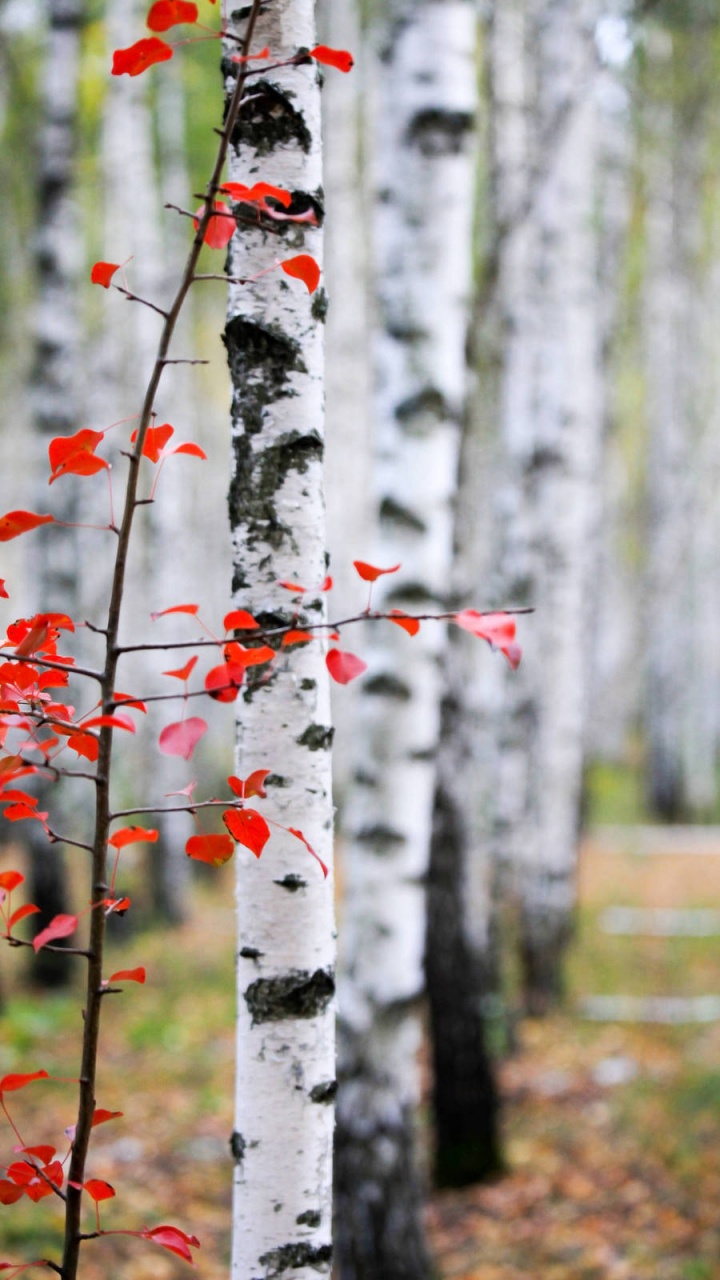 Feuilles Rouges Sur Tronc D'arbre Blanc. Wallpaper in 720x1280 Resolution