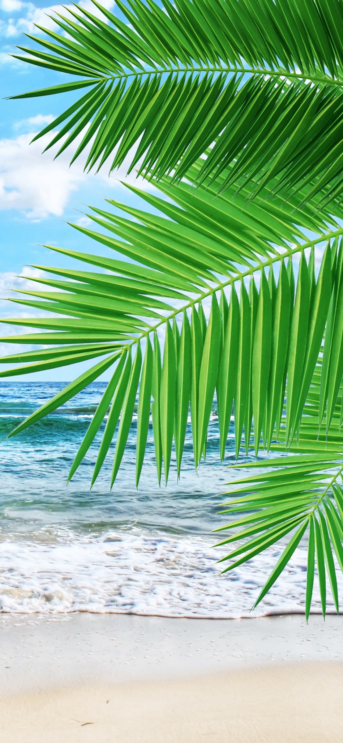 Green Palm Tree on Beach During Daytime. Wallpaper in 1125x2436 Resolution