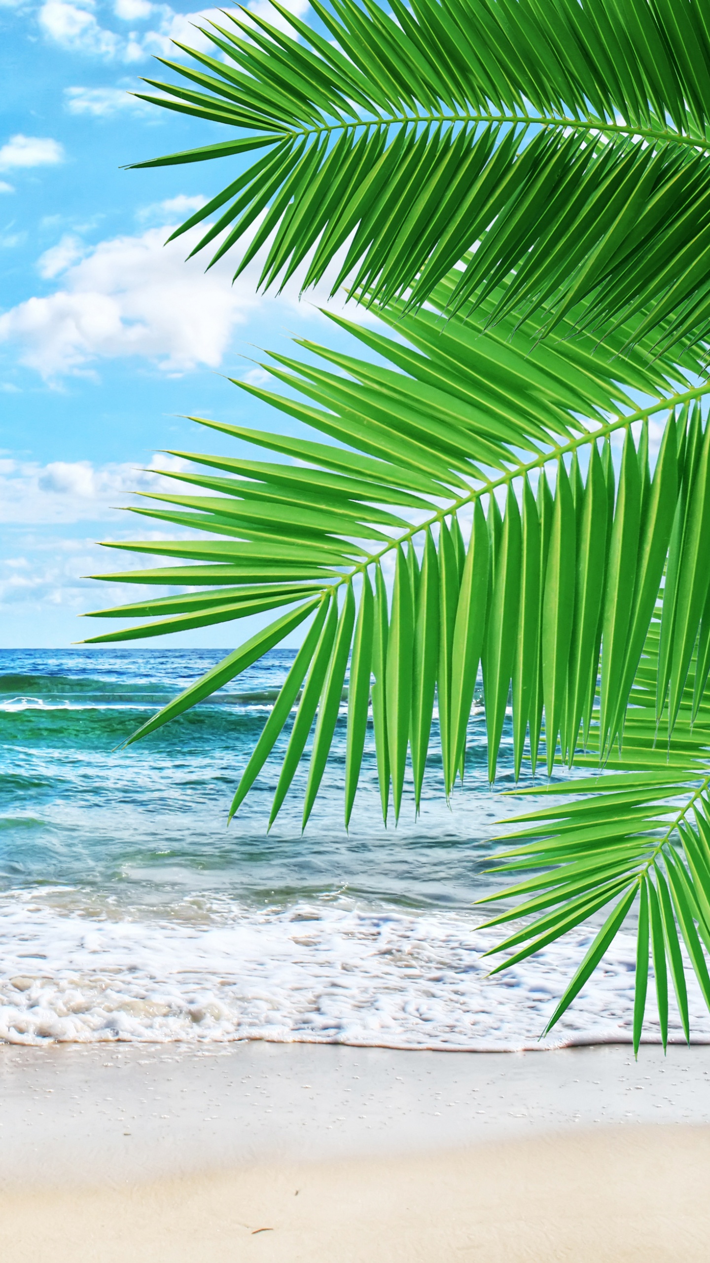 Green Palm Tree on Beach During Daytime. Wallpaper in 1440x2560 Resolution