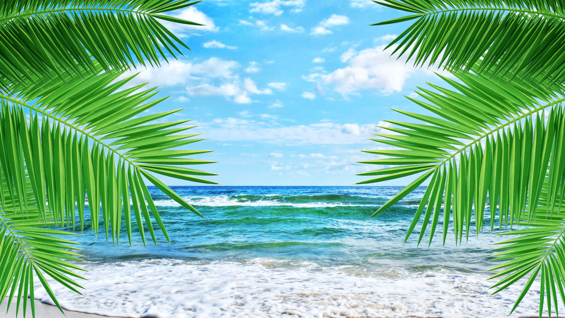 Green Palm Tree on Beach During Daytime. Wallpaper in 1920x1080 Resolution