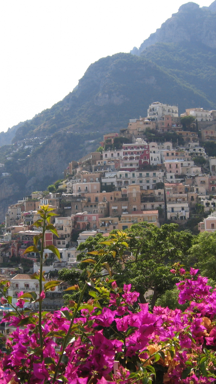 Flores Rosadas en la Montaña Cerca Del Cuerpo de Agua Durante el Día. Wallpaper in 750x1334 Resolution
