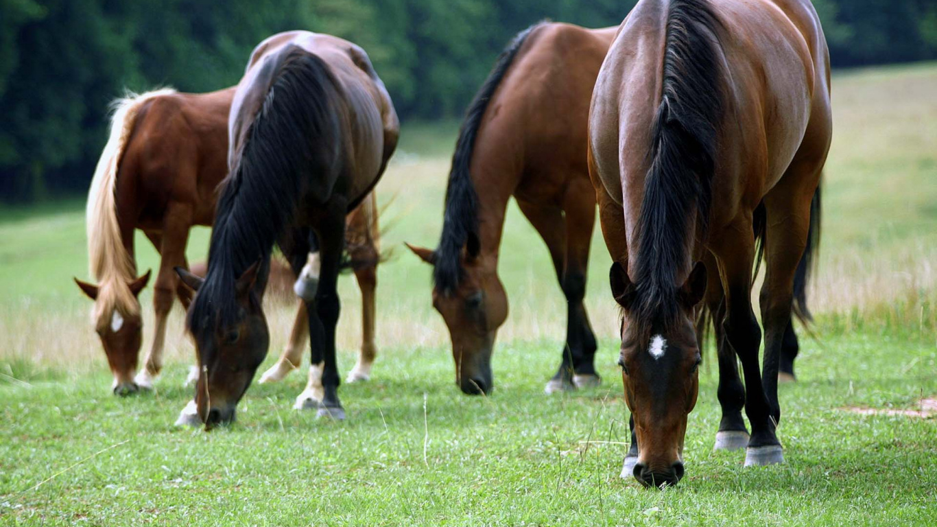 Cheval Brun Mange de L'herbe Sur Terrain D'herbe Verte Pendant la Journée. Wallpaper in 1366x768 Resolution