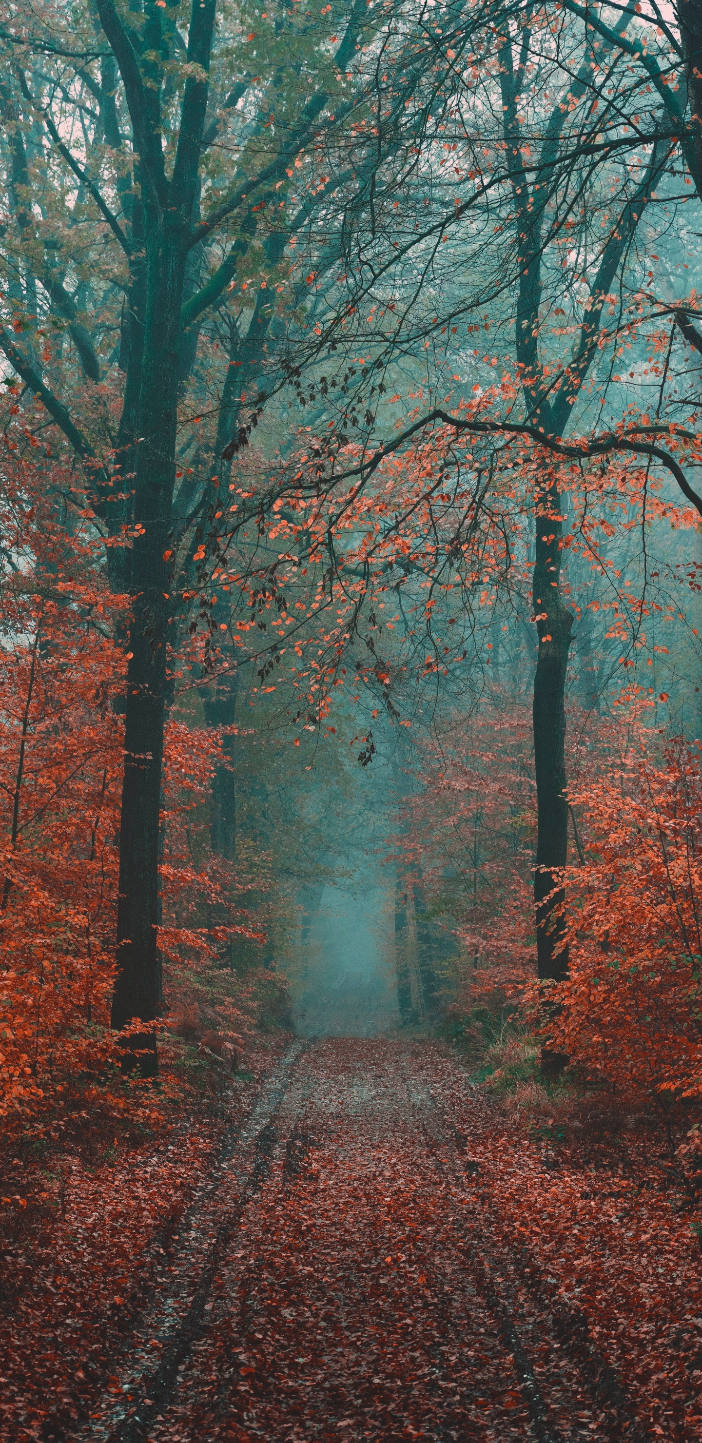 Baum, Wald, Natur, Naturlandschaft, Natürlichen Umgebung. Wallpaper in 1440x2960 Resolution