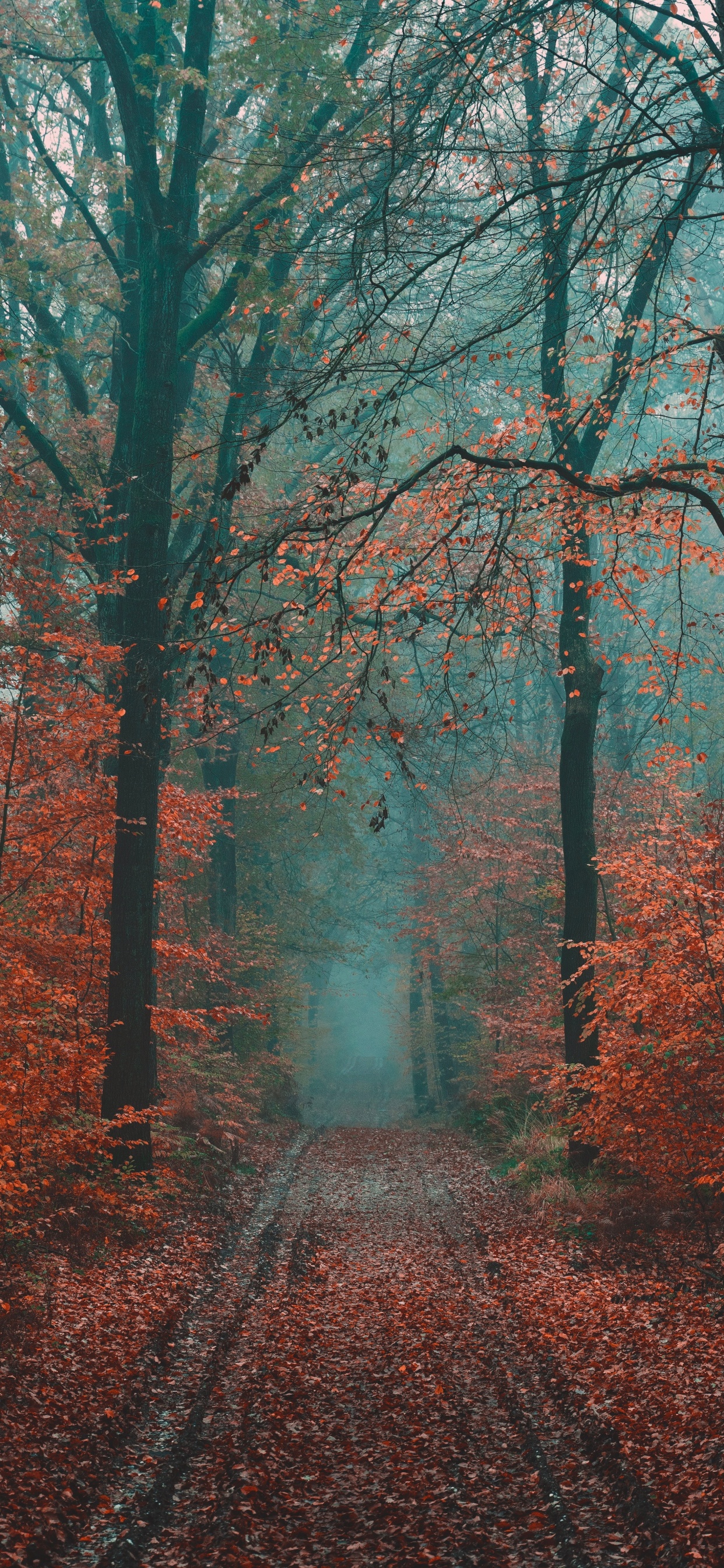 Naturaleza, Bosque, Paisaje Natural, Entorno Natural, el Norte de Bosques de Madera Dura. Wallpaper in 1242x2688 Resolution