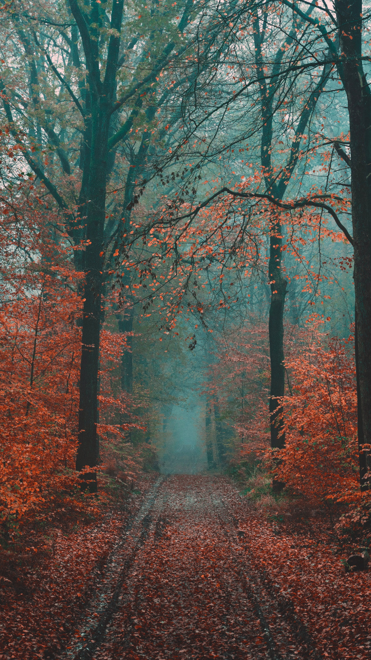 Tree, Forest, Nature, Woodland, Natural Landscape. Wallpaper in 750x1334 Resolution
