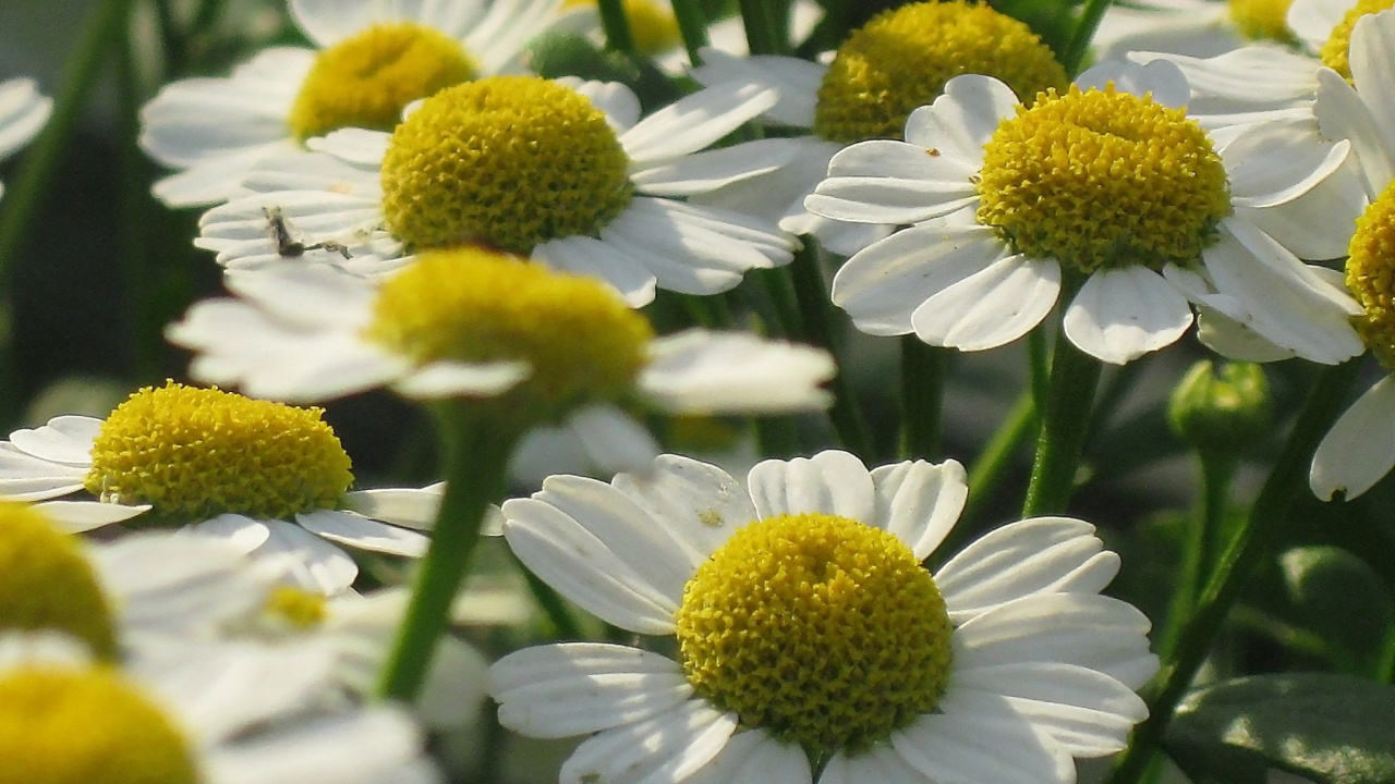 Fleurs de Marguerite Blanches et Jaunes. Wallpaper in 1280x720 Resolution