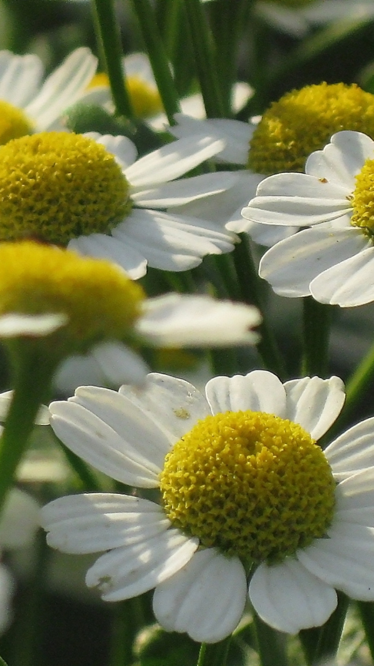 Fleurs de Marguerite Blanches et Jaunes. Wallpaper in 750x1334 Resolution