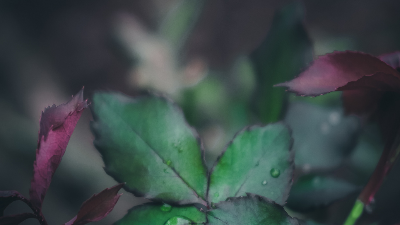 Naturaleza, Video, Rosa, la Botánica, Fábrica. Wallpaper in 1366x768 Resolution