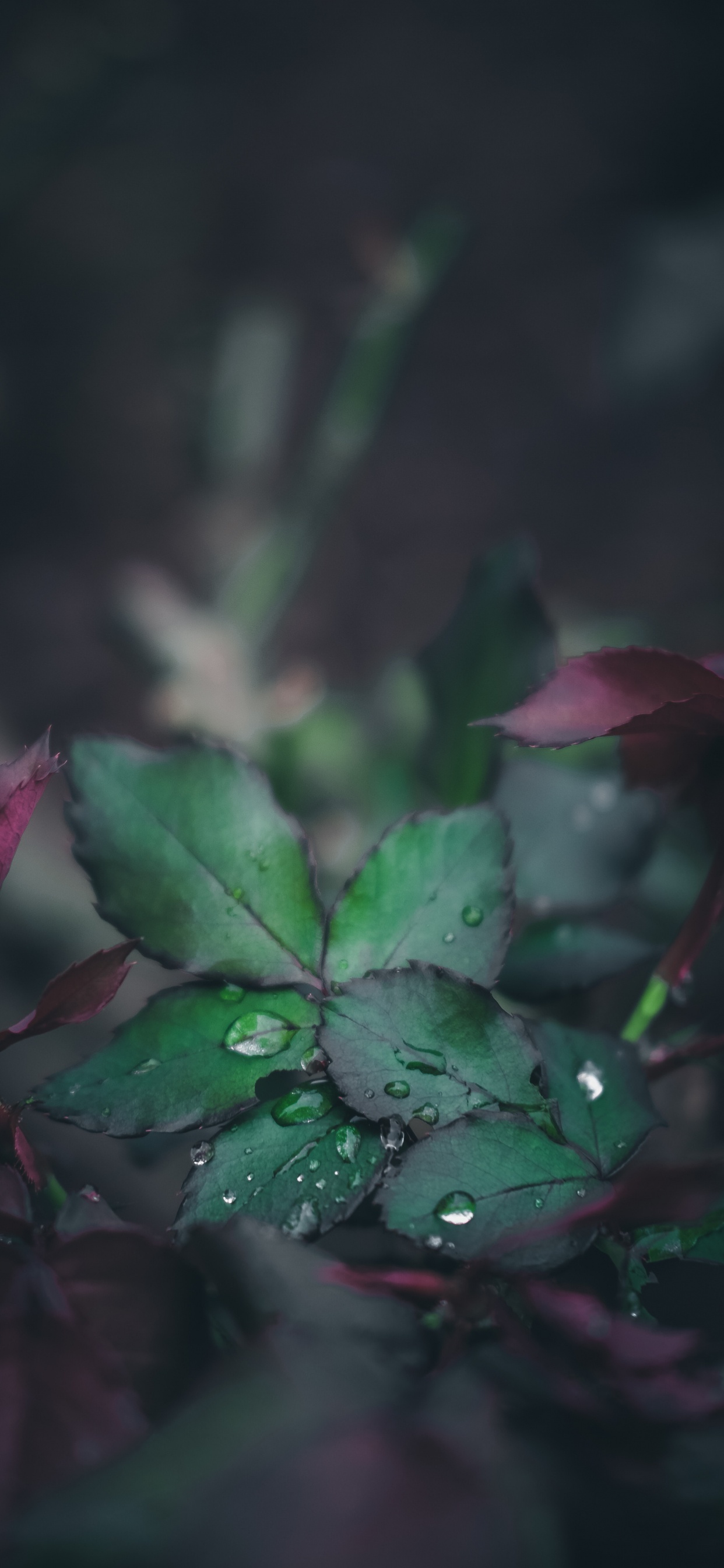 Nature, Vidéo, Pink, Botanique, Usine. Wallpaper in 1242x2688 Resolution