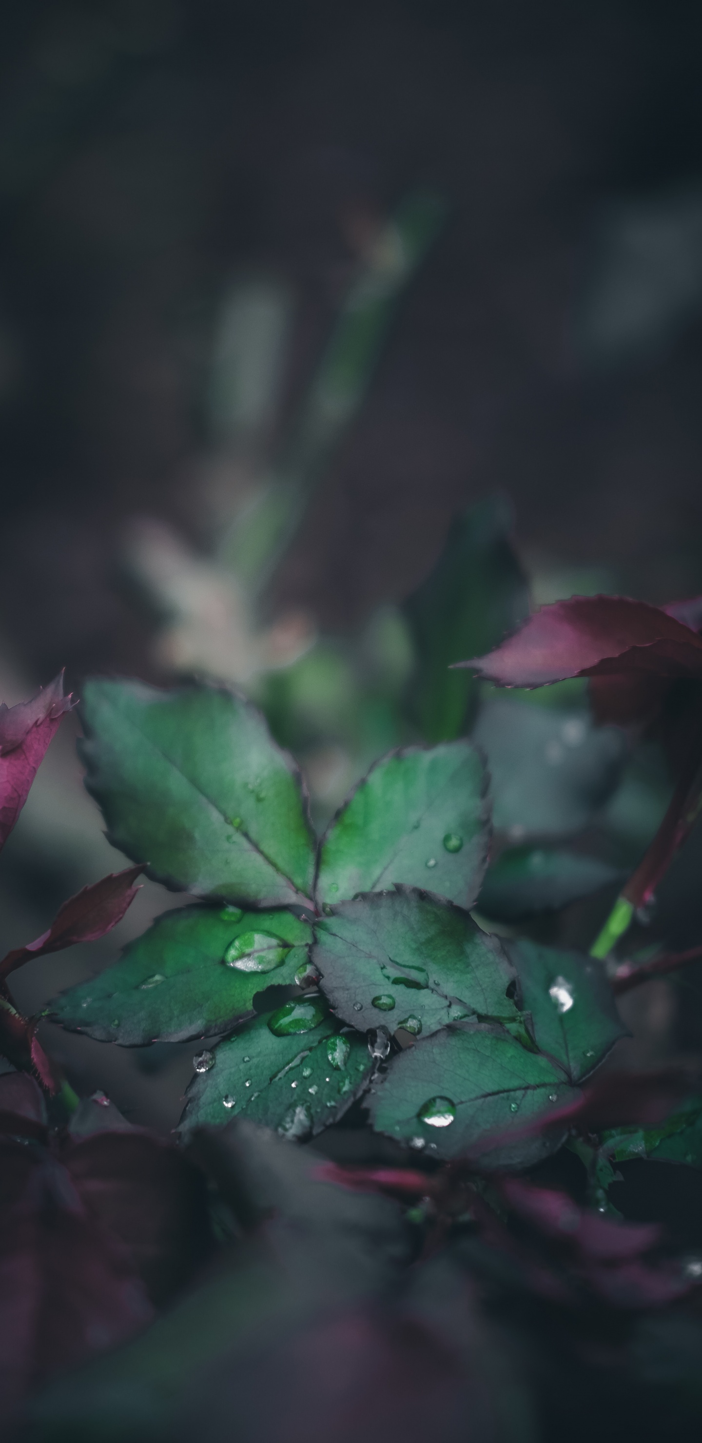 Nature, Vidéo, Pink, Botanique, Usine. Wallpaper in 1440x2960 Resolution